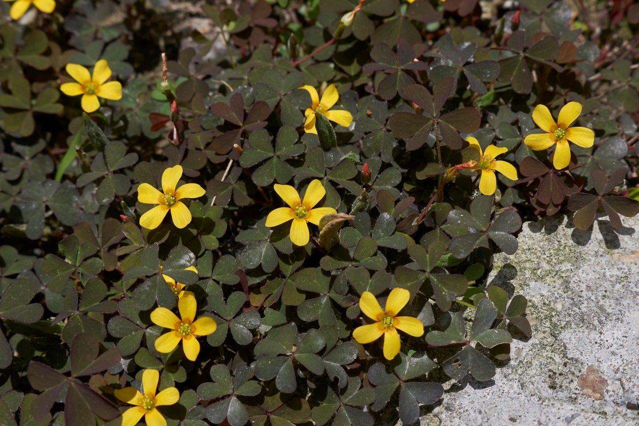 Weedy Wednesday Creeping Oxalis Coochie Coochie