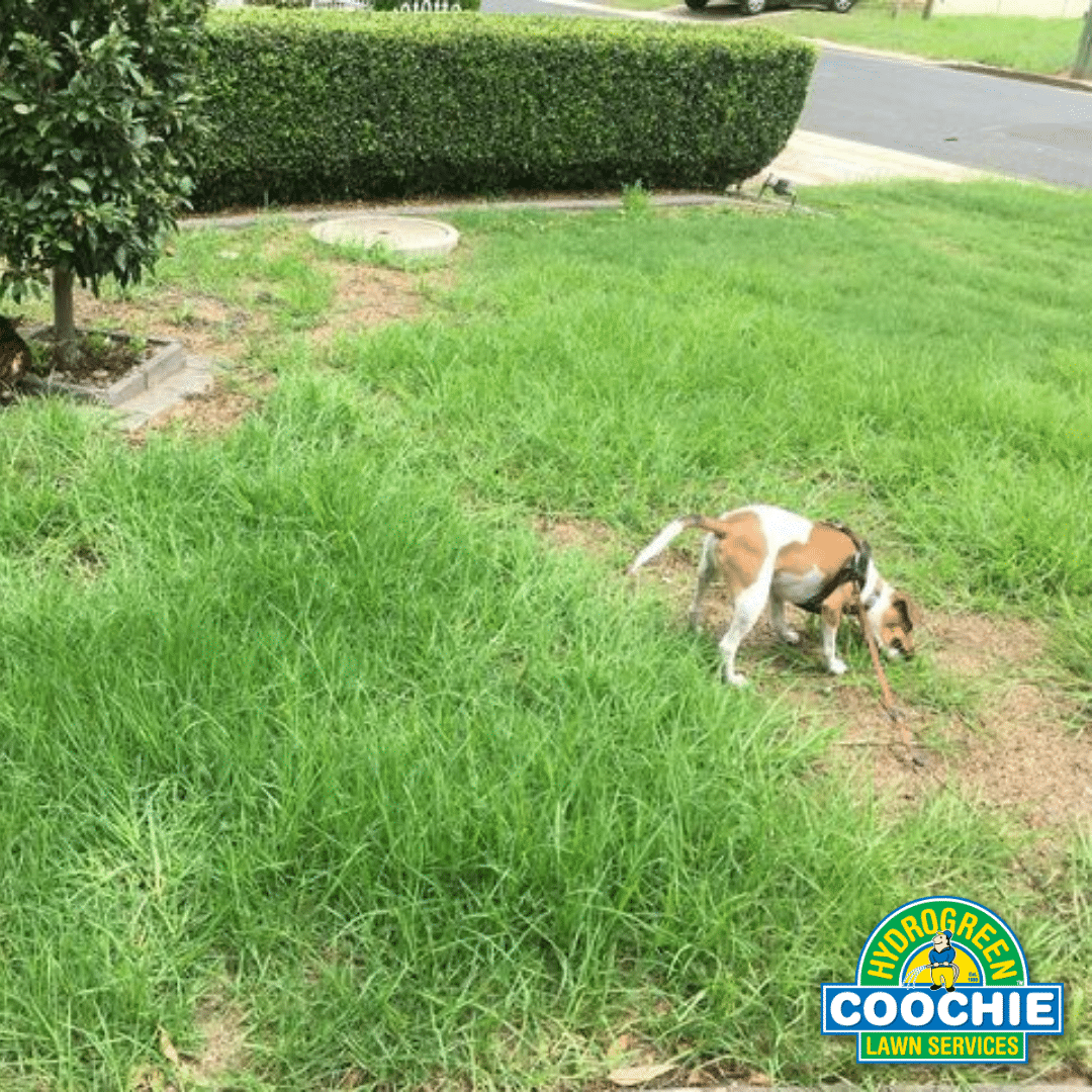 Beautiful view of Can Dogs Hurt Newly Seeded Lawn