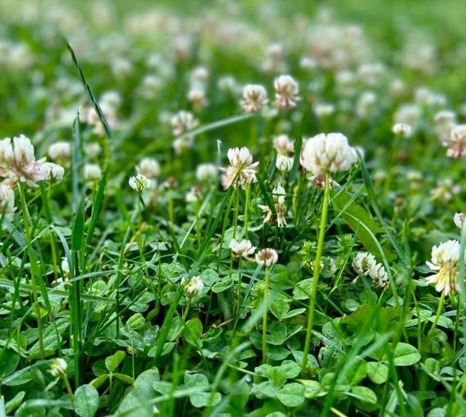 Clover weed