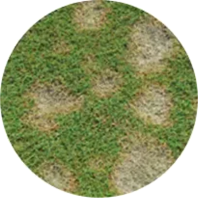 Lawn Disease Control 9 image 1 2