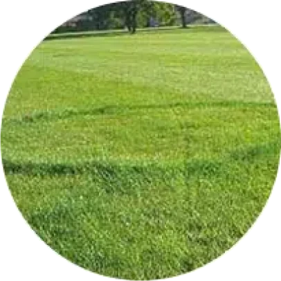 Lawn Disease Control 10 image 2 1