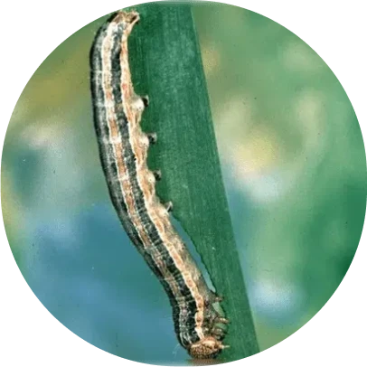 Pest and Lawn Grub Control 10 image 2 2