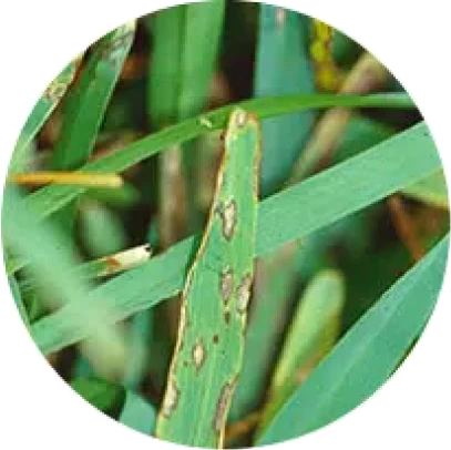 Lawn Disease Control 11 image 3 1