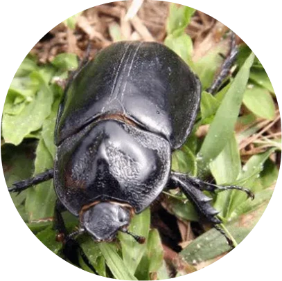 Pest and Lawn Grub Control 11 image 3 2