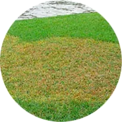 Lawn Disease Control 8 image 4
