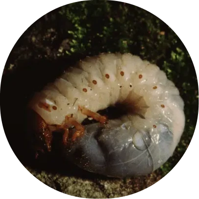 Pest and Lawn Grub Control 8 image 5