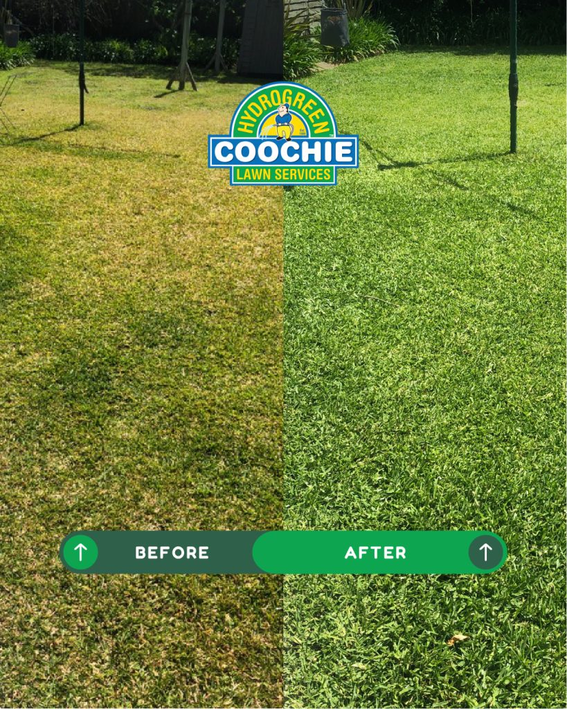 Before and after comparison of Australian lawn treated for lawn grubs by Coochie HydroGreen